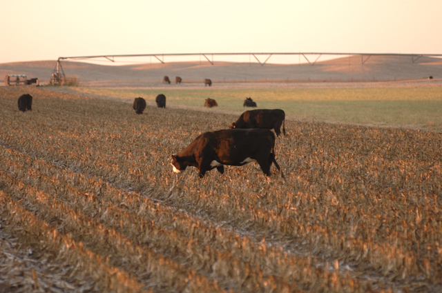 The Crop Residue Exchange is designed to assist both crop and livestock producers with crop residue needs. (DTN/The Progressive Farmer file photo by Jim Patrico)